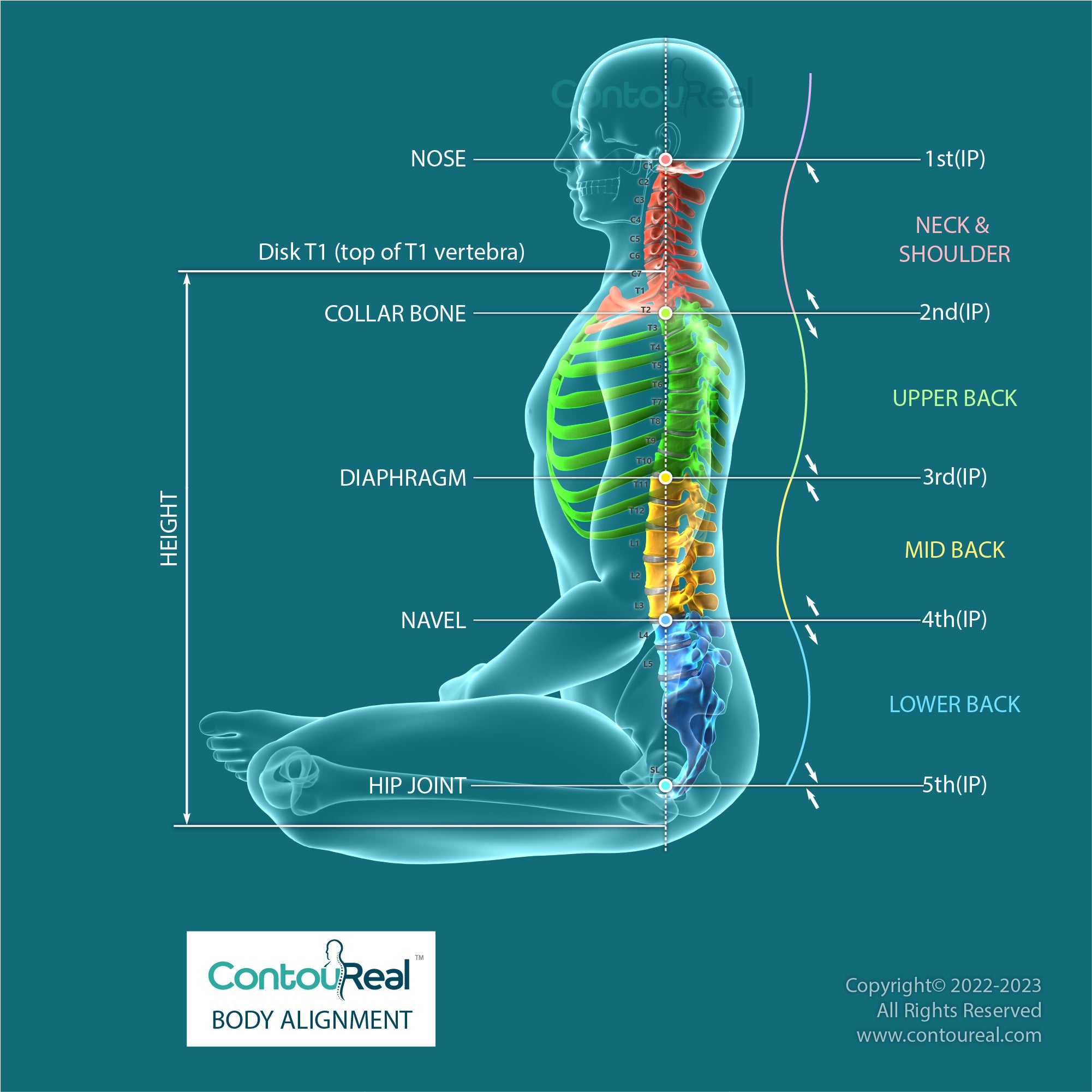 Spine’s natural curves