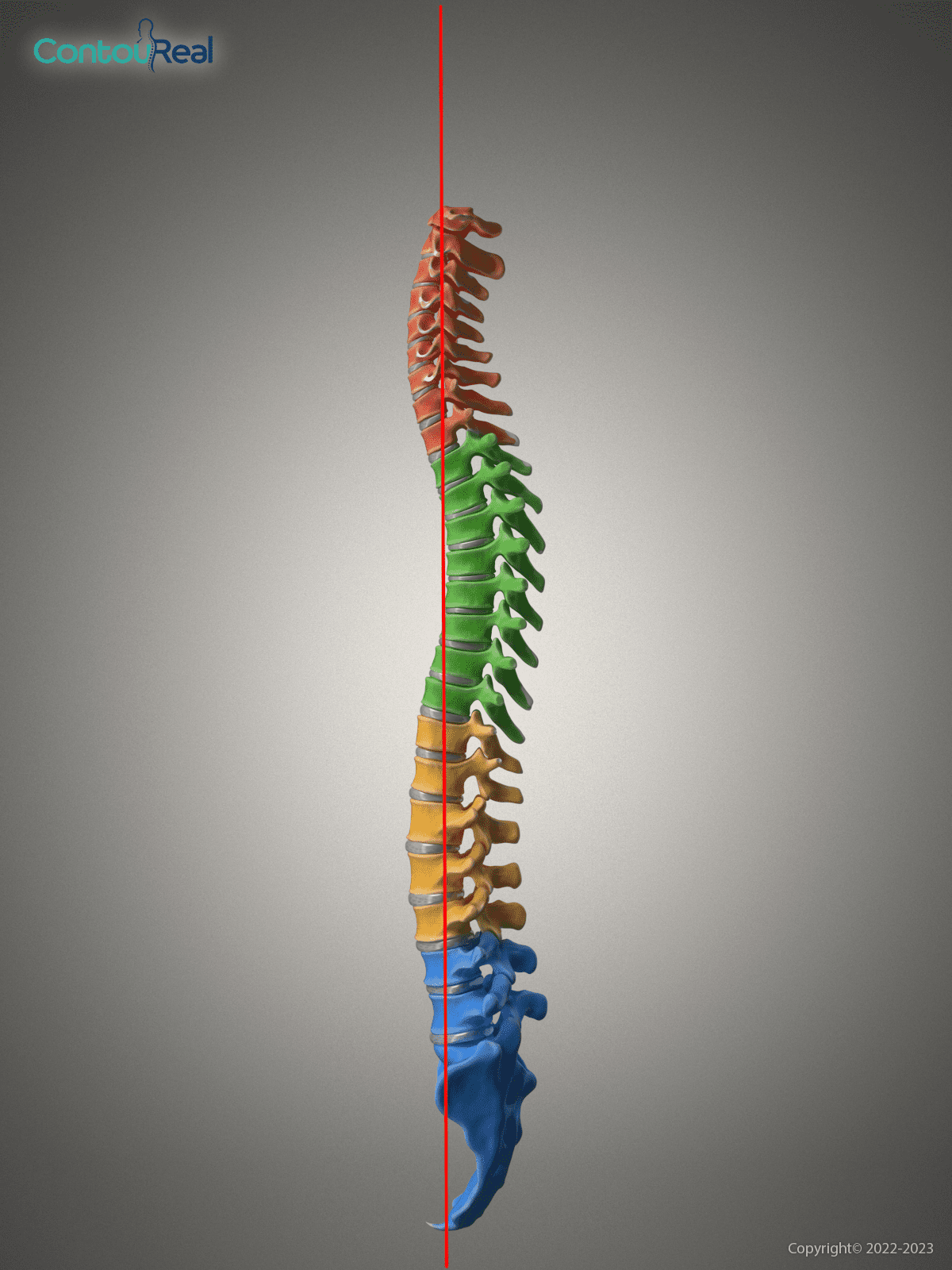 spine-image