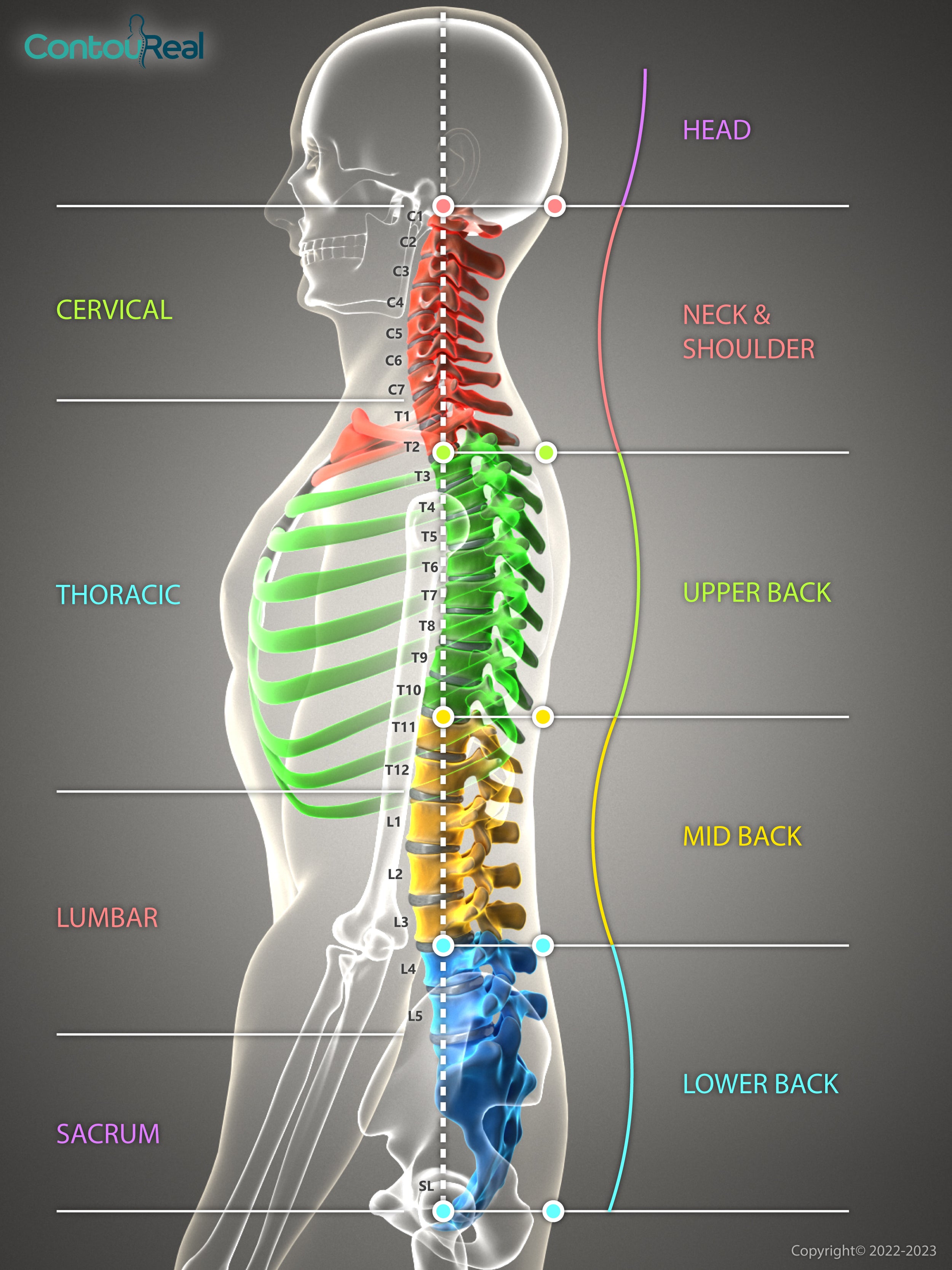 spine-and-body1
